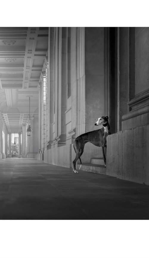 Greyhounds of London III by Elena Marchi