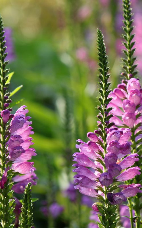 Pink flowers by Sonja  Čvorović