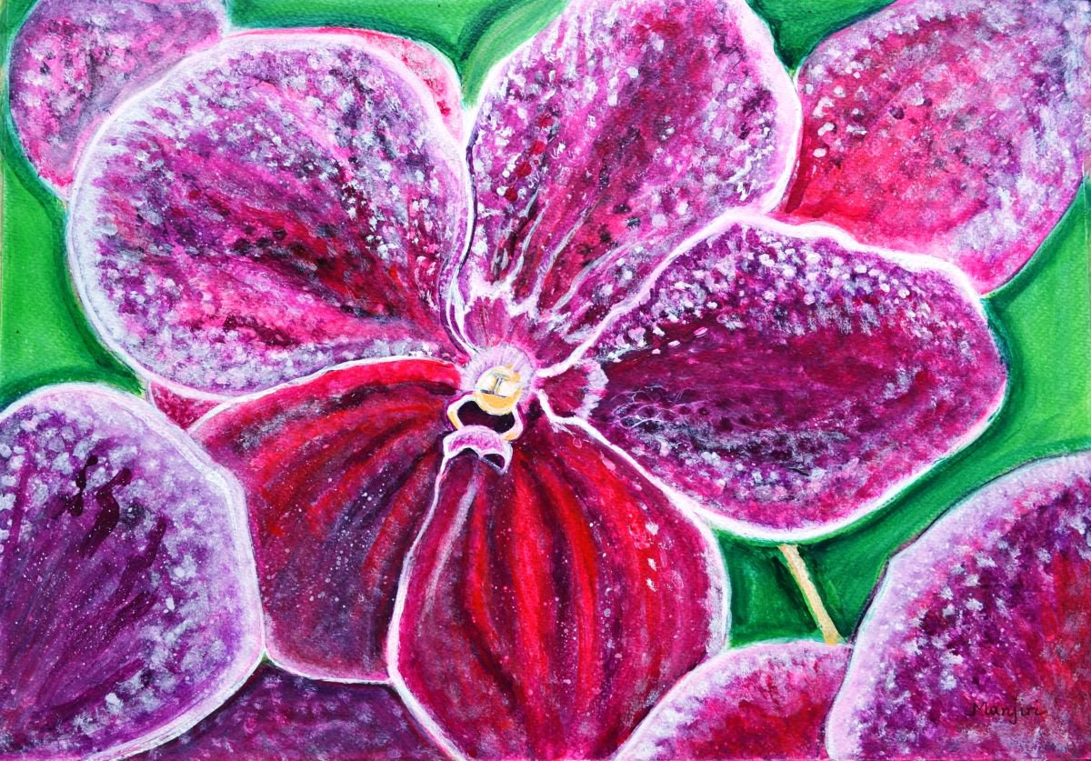 Purple Orchid Bloom by Manjiri Kanvinde