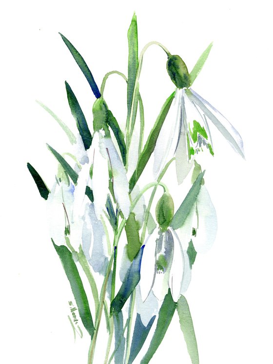 Snowdrop watercolor flowers