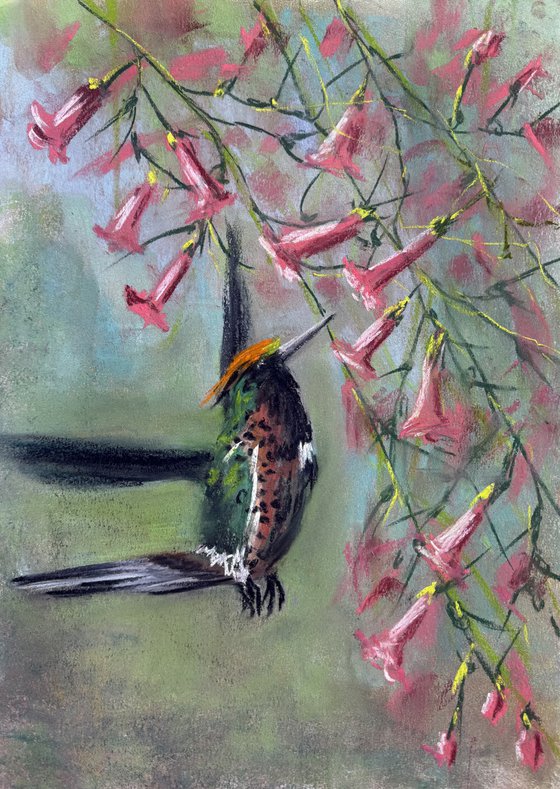 Hummingbirds in flight