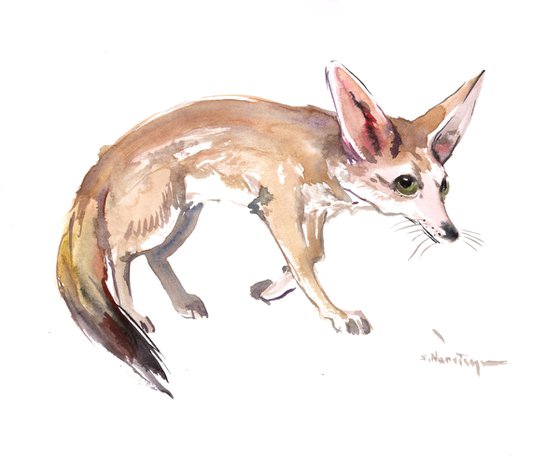 Fennec Fox Animal Illustration