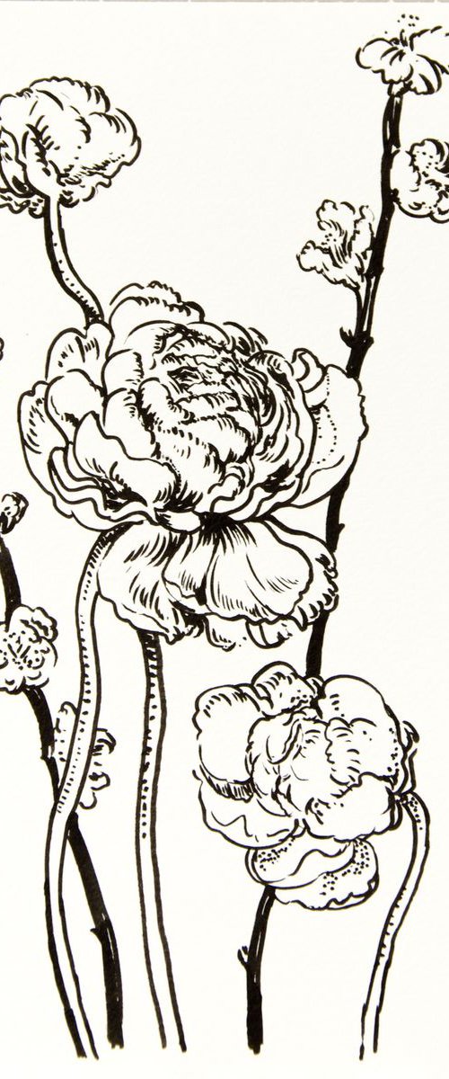 Ranunculus and sakura drawing 2 by Daria Galinski