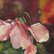 pink Cyclamen by Alfred  Ng