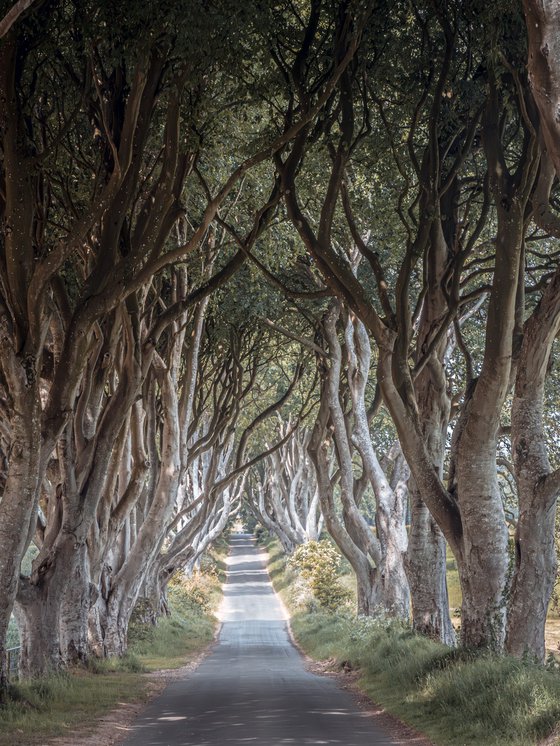 THE  FANTASTIC DARK HEDGES III