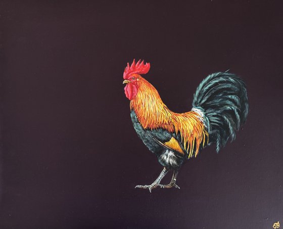 Lonely cock
