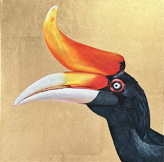 Rhinoceros Hornbill