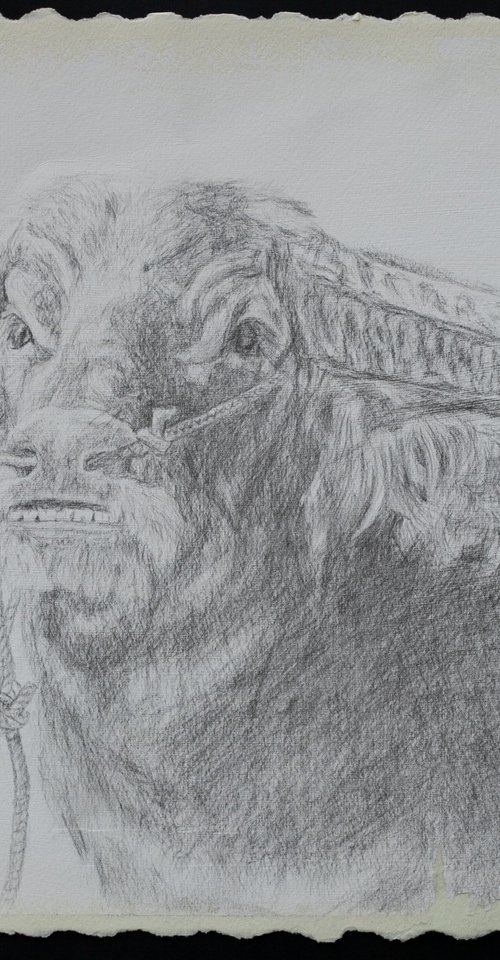 The Bull  silverpoint drawing by Liudmila Pisliakova