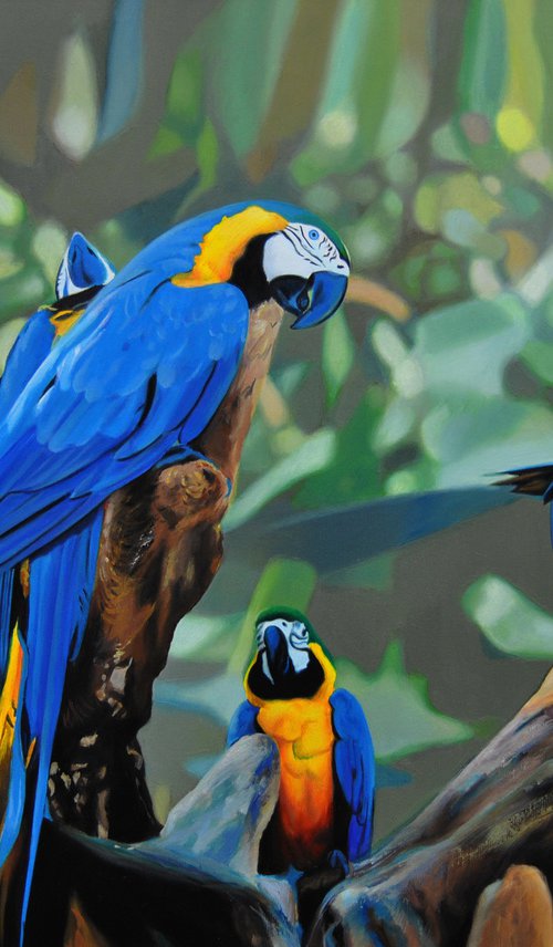 Parrots by Valeri Tsvetkov