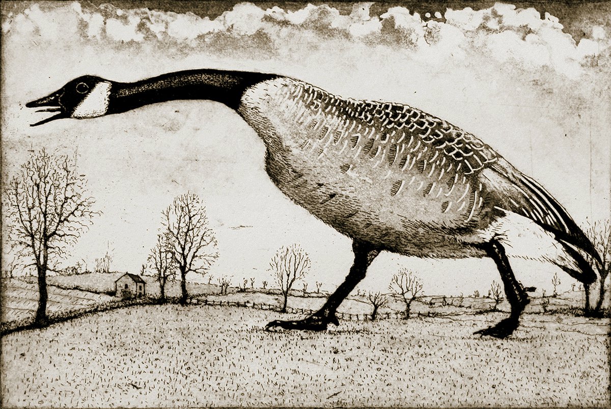 Illustrative Etchings & Engravings , Hissing Goose By Tim Southall, 18 X 12, Artwork For Sale On Artfinder