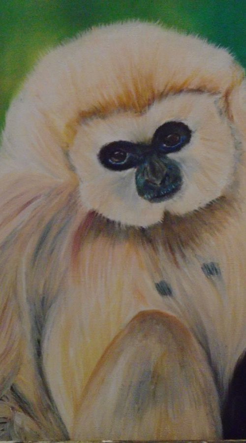 Gibbon by Timea  Valsami