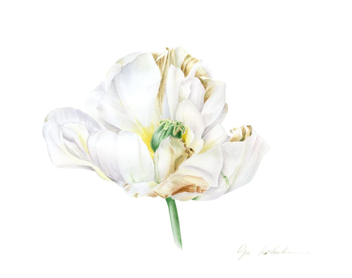 White Tulip by Olga Koelsch