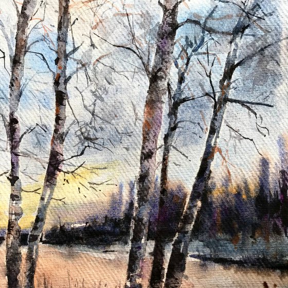 Birch trees in winter