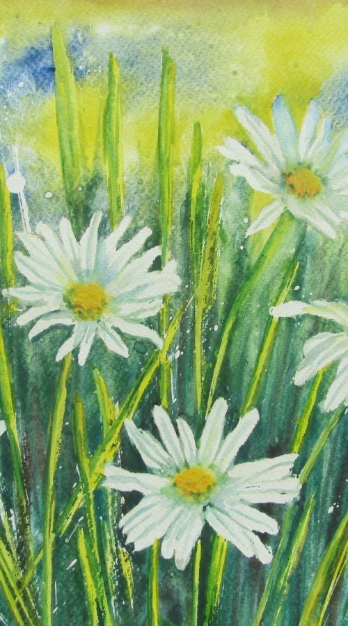 Daisies by Angela Titirig