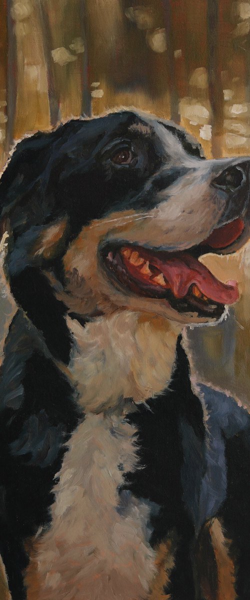 Border Collie by Tom Clay