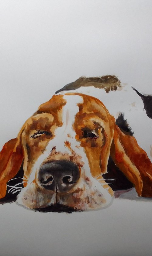 Bassethound by Soso Kumsiashvili