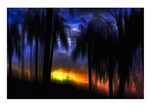 Tropical Palms. Limited Edition 1/50 15x10 inch Photographic Print by Graham Briggs