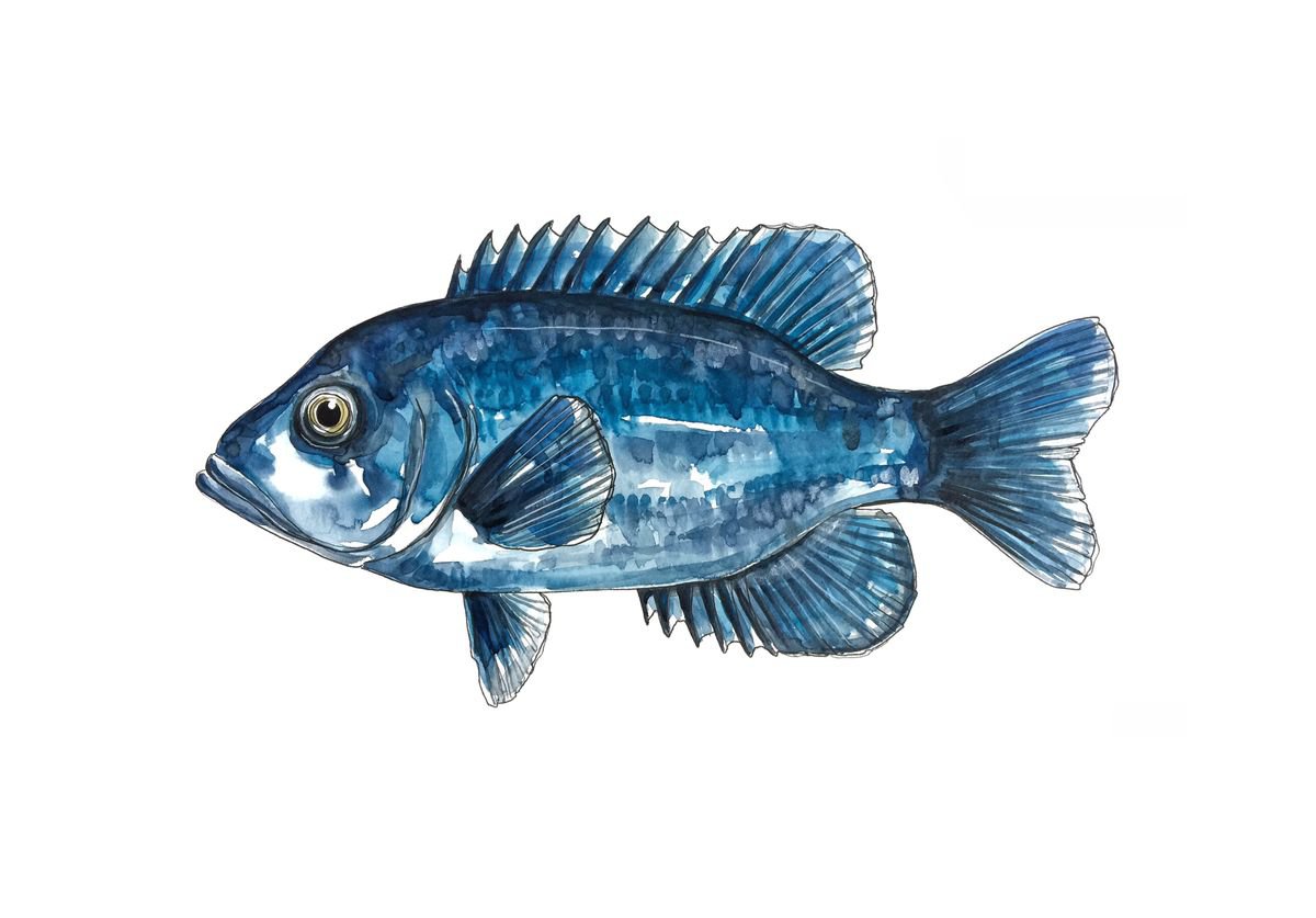 Blue Bream fish (2017) Watercolour by Ali Elly | Artfinder