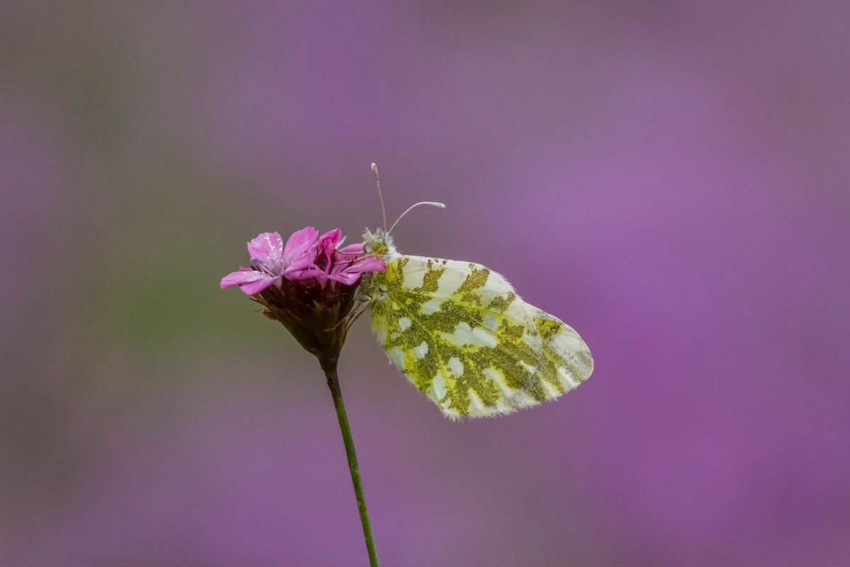 Photography | Insect | Pontia daplidice by Boris Belchev