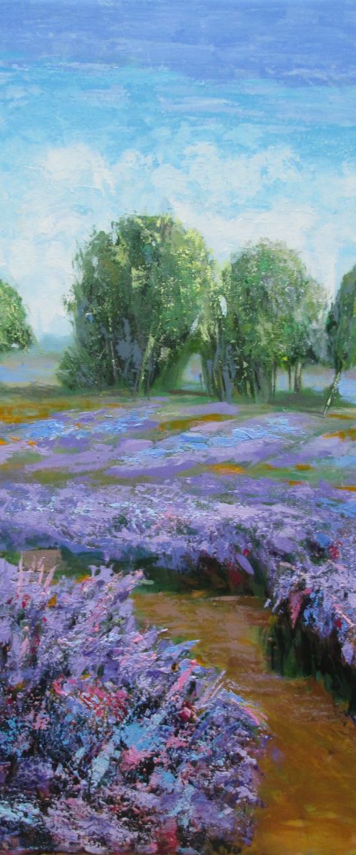 Violet flower field by Xuan Khanh Nguyen