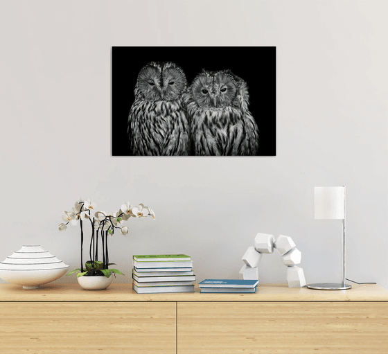 Loving Owls