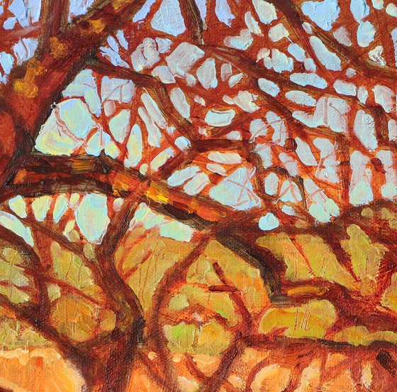 Cherry Trees in Winter Sun