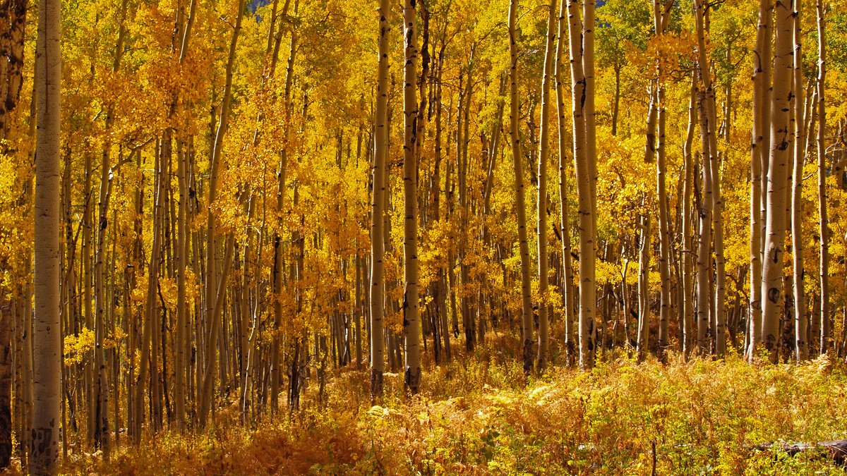 Colorado Gold by Alex Cassels