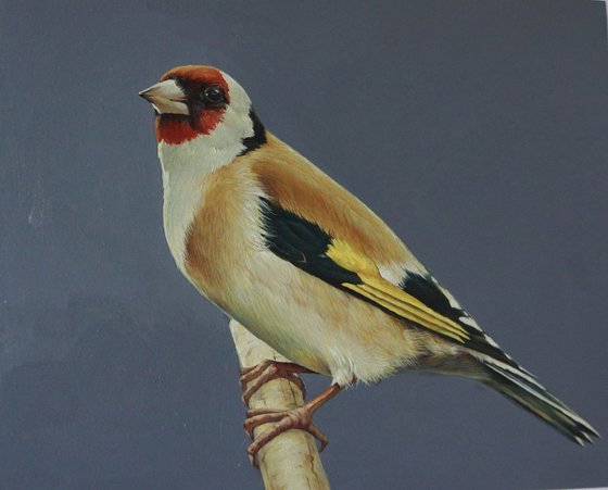 Goldfinch 2