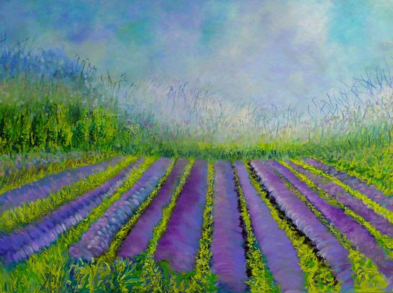 Lavender Fields