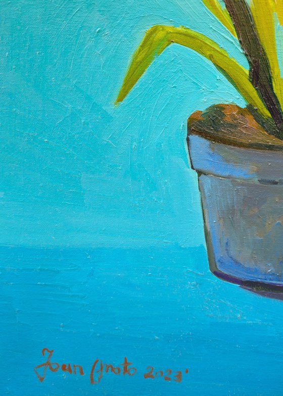 Bromeliad Plant