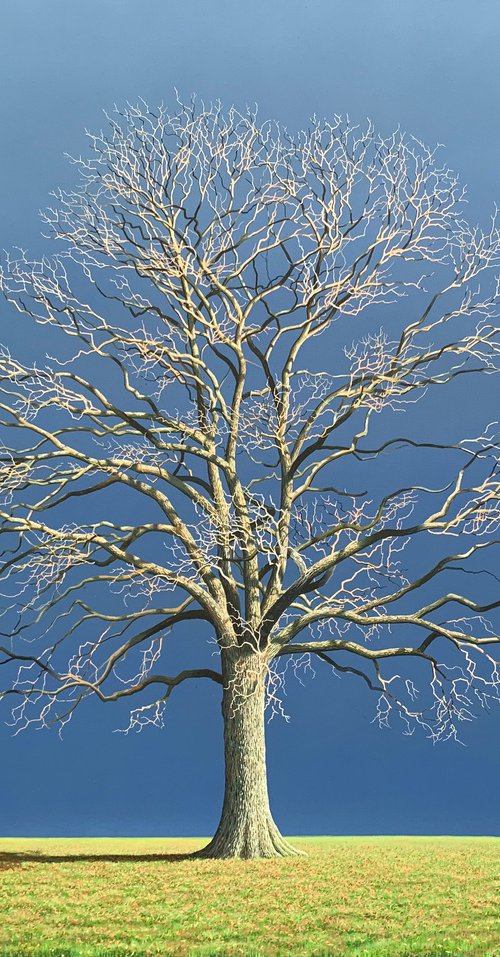 Oak Tree by Nigel Wood