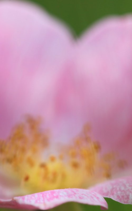Love by Kevin Cloughley