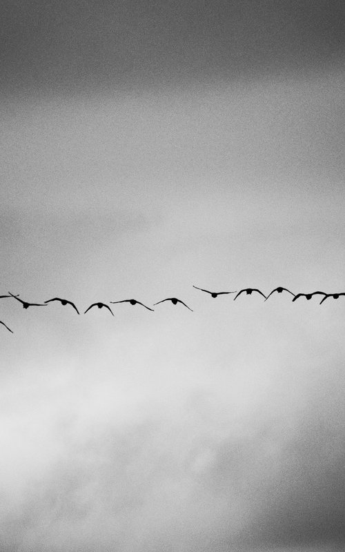 Skein of Geese [Unframed; also available framed] by Charles Brabin