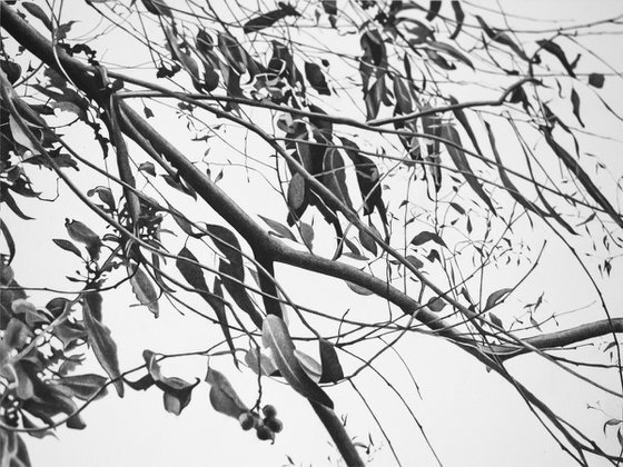 Branches in the breeze.
