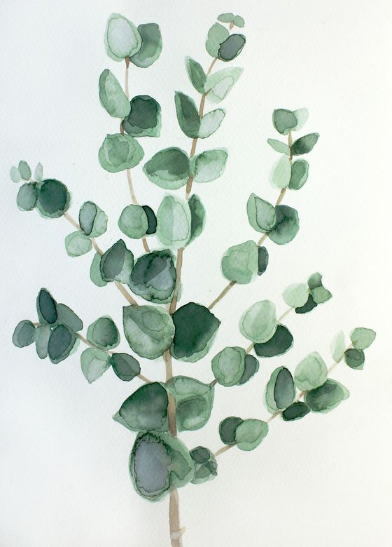 Eucalyptus branch