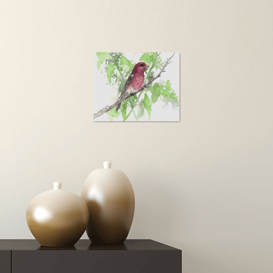 House Finch Bird