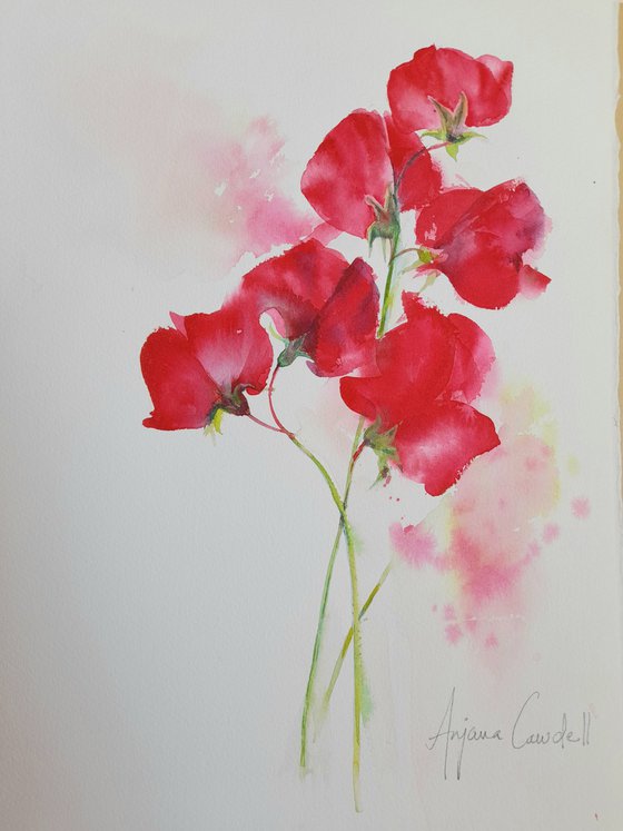 Sweetpea, Floral Art, Original Watercolour painting, Minimal art