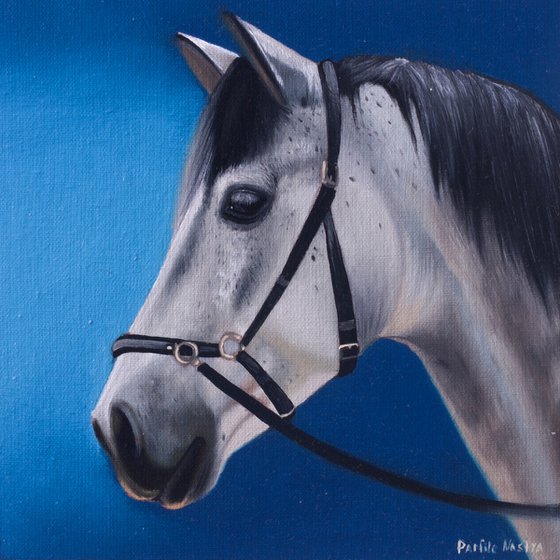 Horse Portrait 65