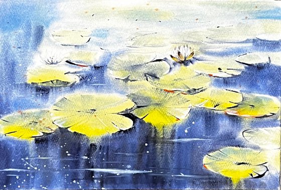 Waterlilies Flowers