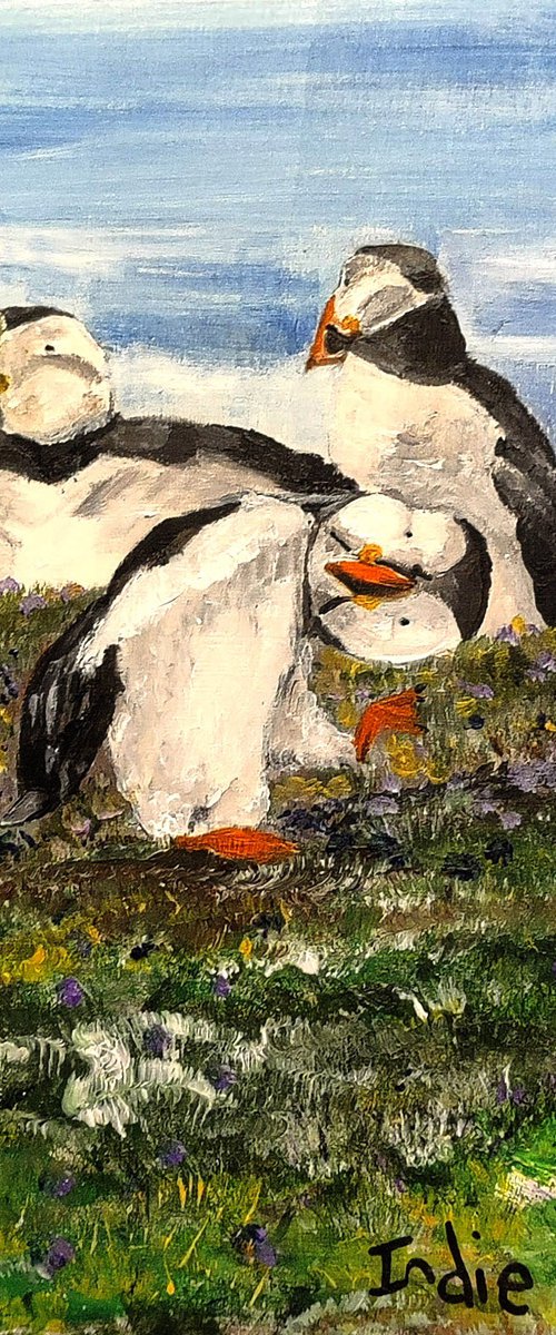Puffins of Scotland 1 peekaboo by Indie Flynn-Mylchreest of MeriLine Art