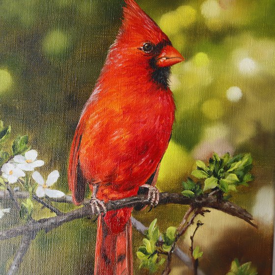 Red Cardinal with Spring Blossoms