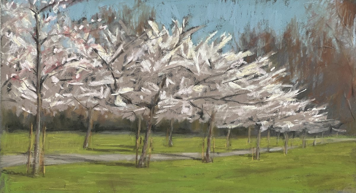 Blossom in Battersea Park by Louise Gillard