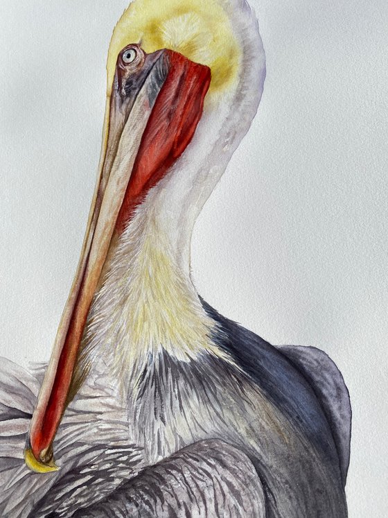 Brown Pelican Portrait