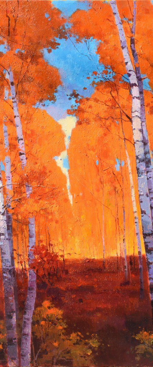 Birch trees forrest 080 by jianzhe chon