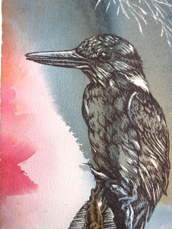 kingfisher drawing