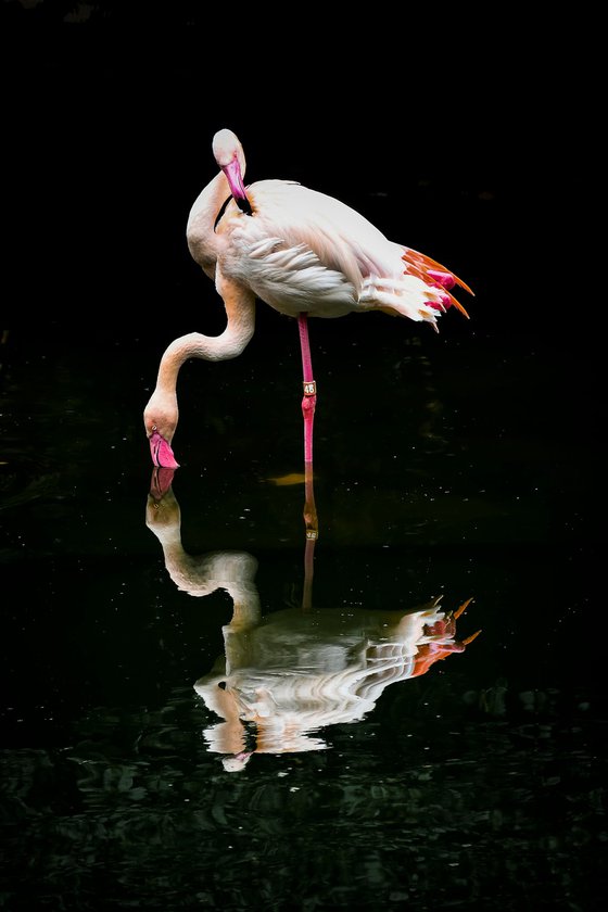 Flamingo