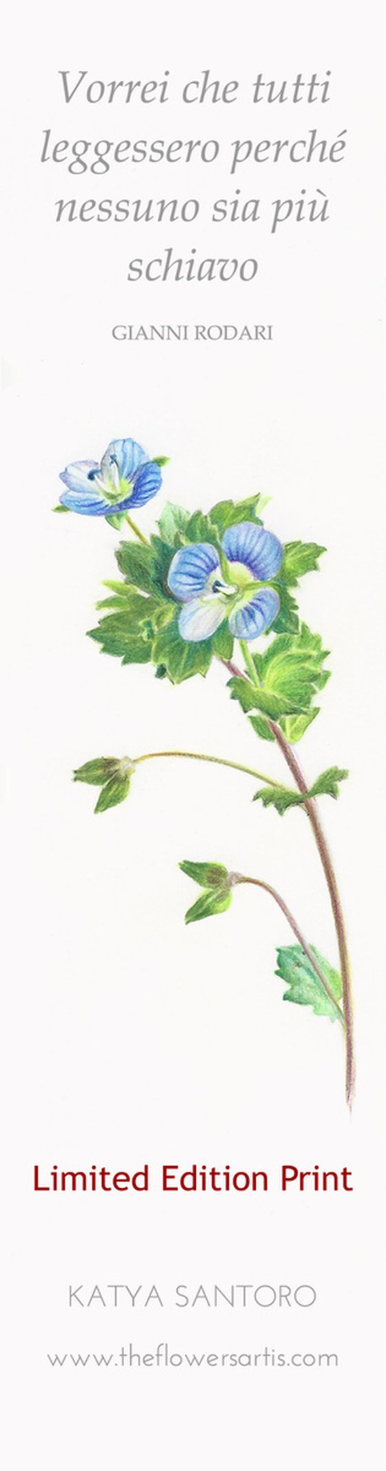 Birdeye Speedwell - from my Wildflowers Bookmarks Collection