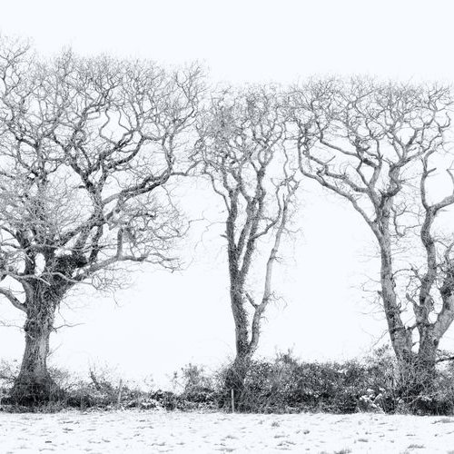 Three Winter Trees by Paul Nash