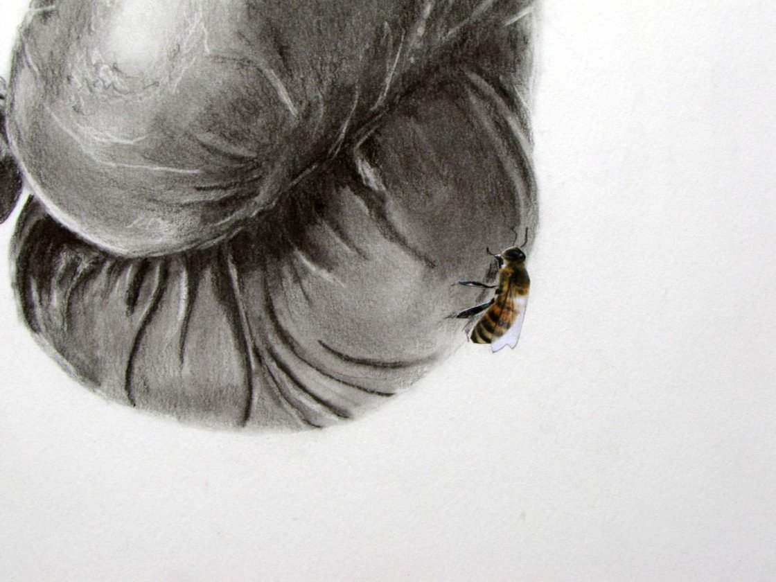 Float Like A Butterfly Sting Like A Bee Drawing By Raffaella Bertolini Artfinder