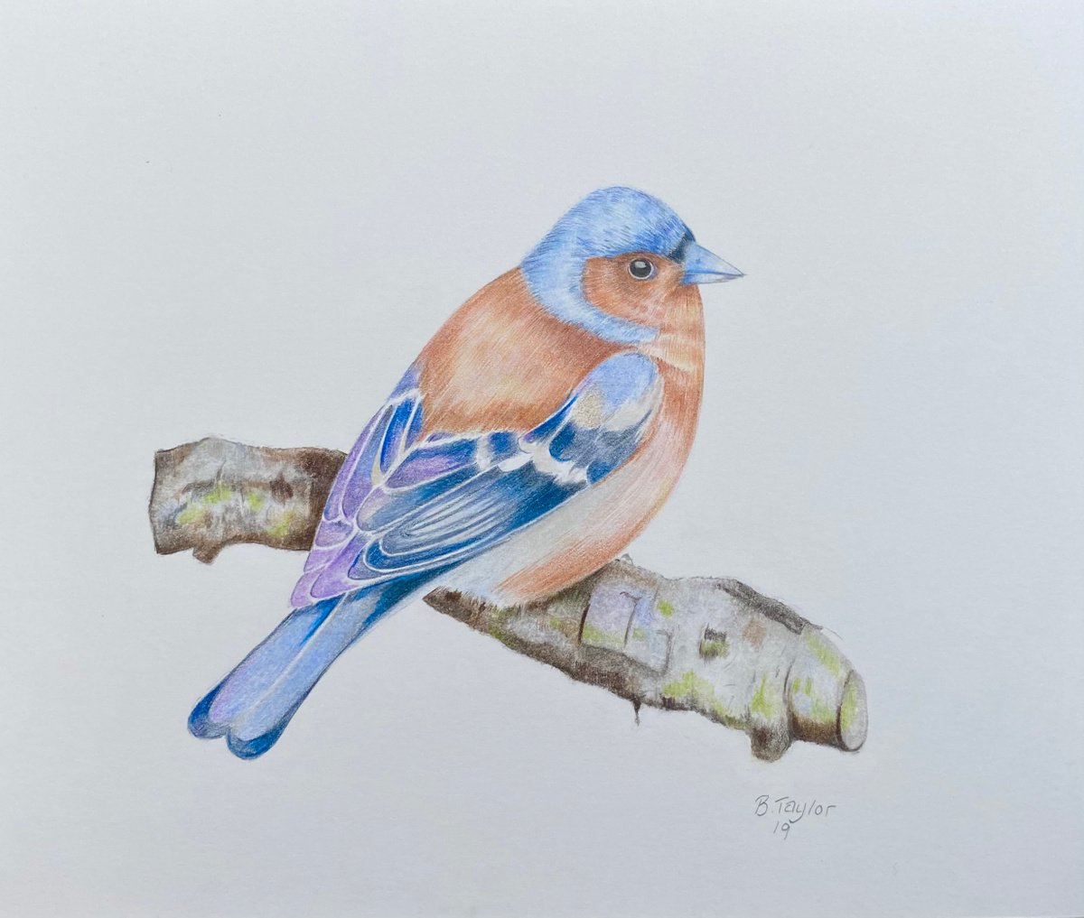 Chaffinch study by Bethany Taylor
